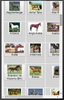 Cavalos - ConteudoAnimal.com.b 海報