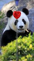 Panda pantalla de bloqueo. Poster