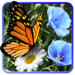 Цветы живые обои