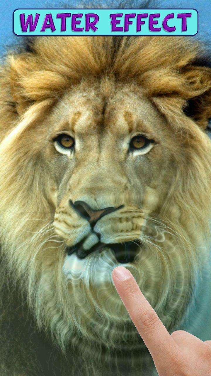 Android için Aslan, canlı duvar kağıdı. APK�yı İndir