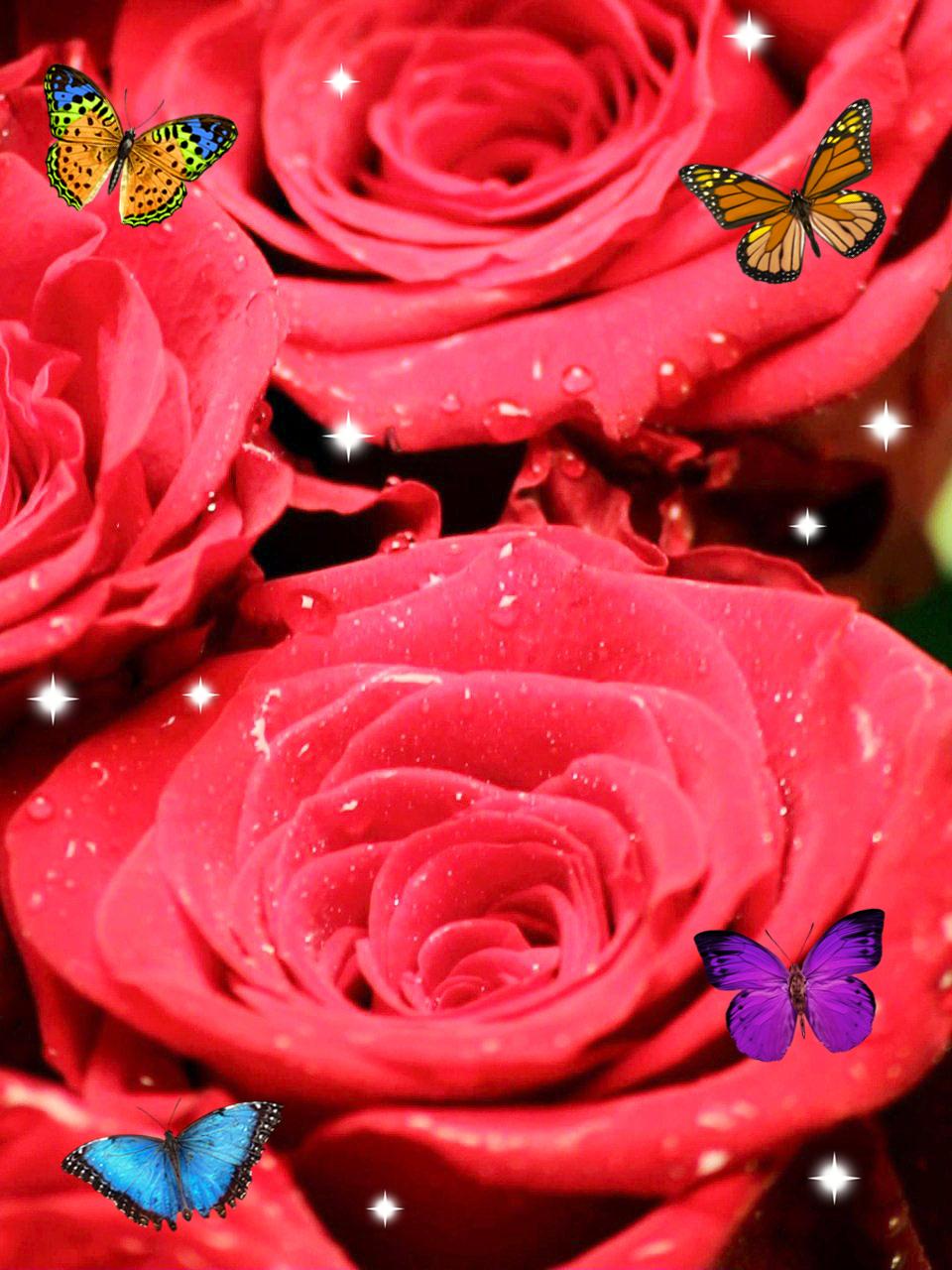 Бесплатные заставки розы на заставку телефона. Красивые розы. Красивые живые цветы. Цветочки живые красивые. Красивые цветы розы живые.