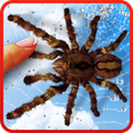 Araña, fondo de pantalla