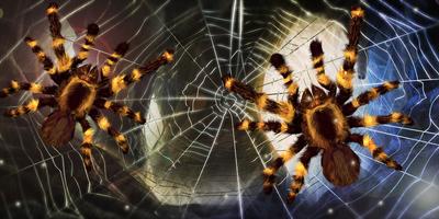 Aranha, papel de parede vivo imagem de tela 1