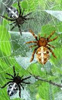 Aranha, papel de parede vivo imagem de tela 3