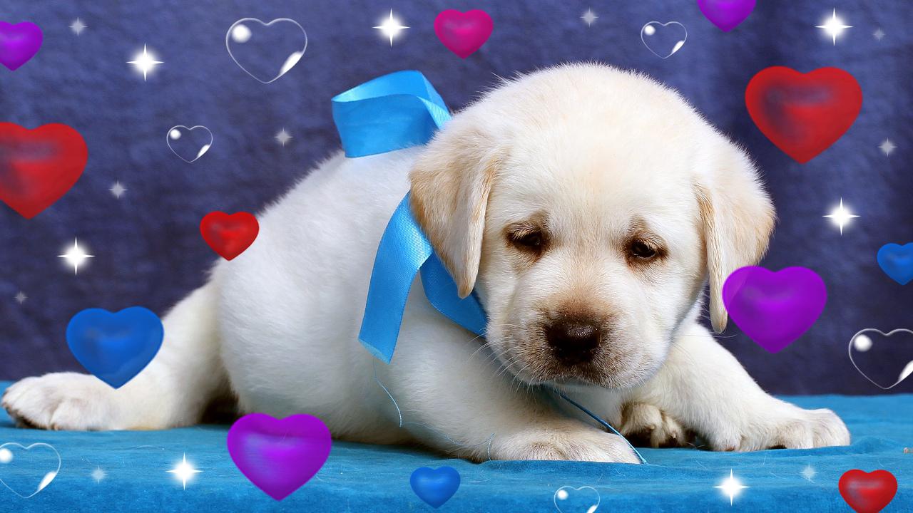 ontspannen crisis Goedaardig Lieve puppies en honden APK voor Android Download