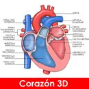 anatomia APK