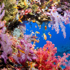 coral reef live wallpaper icon