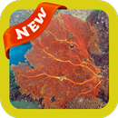 Coral Wallpaper APK