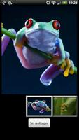 Frog HD Wallpaper capture d'écran 2