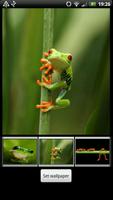 Frog HD Wallpaper capture d'écran 3