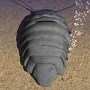 Giant Isopod APK