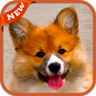 Corgi Wallpaper