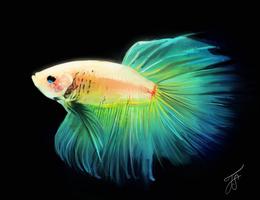 NEW BETTA FISH ( CUPANG ) IMAGE FAV screenshot 2