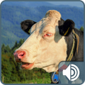 Cow Ringtones