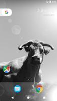 Cow Wallpapers Affiche