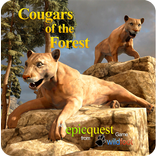 Cougars of the Forest