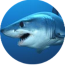 食人鱼和鲨鱼攻击 APK