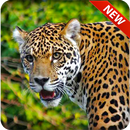 Leopard Hunter APK