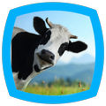 Cow Sounds