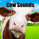 Cow Sounds