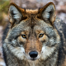 coyote live wallpaper APK