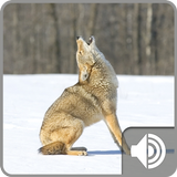 Coyote Sounds アイコン