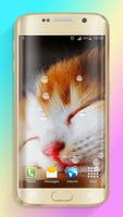 Hình Nền Mèo HD bài đăng