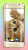 Hình Nền Mèo HD ảnh chụp màn hình 2