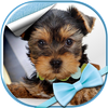 Android 用の 犬の壁紙無料 Apk をダウンロード