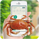 Crab in phone prank APK