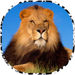 Animal Sounds