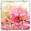 Fleurs de cerisier Live WP