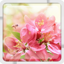 Cherry Blossom Live Wallpaper APK