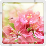 Fleurs de cerisier Live WP icône