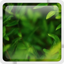 Green Thicket Live Wallpaper APK