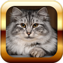 Cats and Kittens Puzzle APK