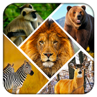 Wild Safari Quick Snapshot 3D biểu tượng