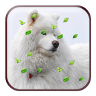 A8 Animal Magic Touch LWP icon