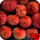 Dahlia Flower HD Wallpaper-icoon