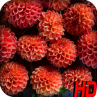 Dahlia Flower HD Wallpaper иконка