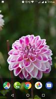 Dahlia Flower HD Wallpaper স্ক্রিনশট 1