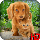 Dogs and Cats Wallpapers aplikacja