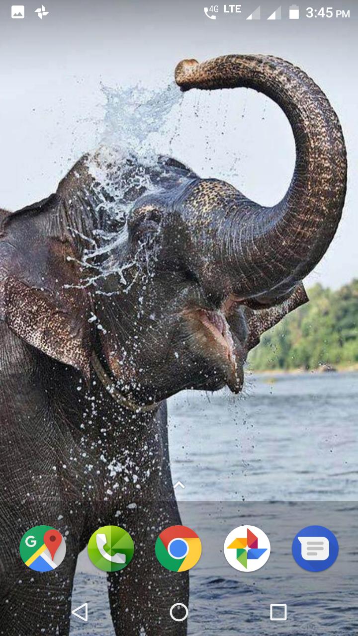 Слон поливает себя водой