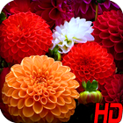 Flower Wallpaper أيقونة