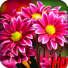 Flowers Wallpapers HD icono