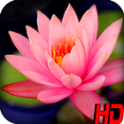 Lotus Flower & Water Lily Wallpaper icône