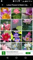 Lotus Flower & Water Lily Wallpaper capture d'écran 2