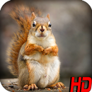 Squirrel Wallpaper aplikacja