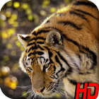Tiger Wallpaper HD आइकन