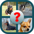 Guess the Dog Breed